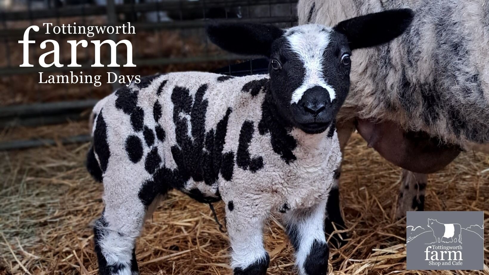 Lambing Open Days Thursday 24th April