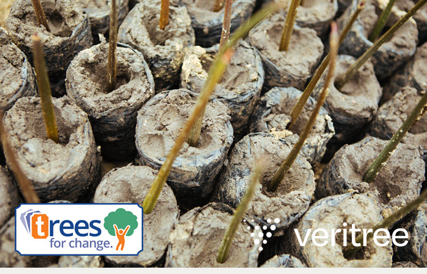 Trees for Change reforestation projects