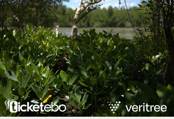 Mangrove restoration in Kenya